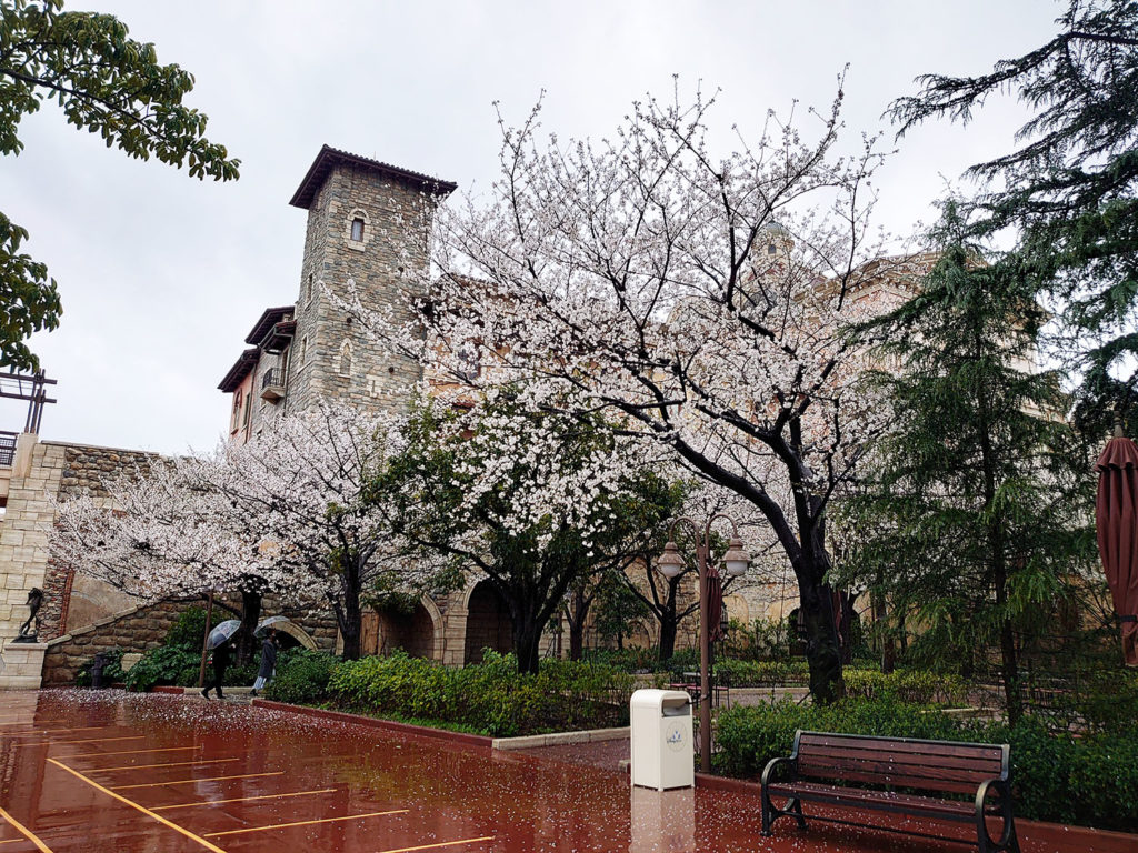 21 ディズニーシー ミラコスタ前の大島桜が満開です 東京ディズニーリゾート周辺周遊