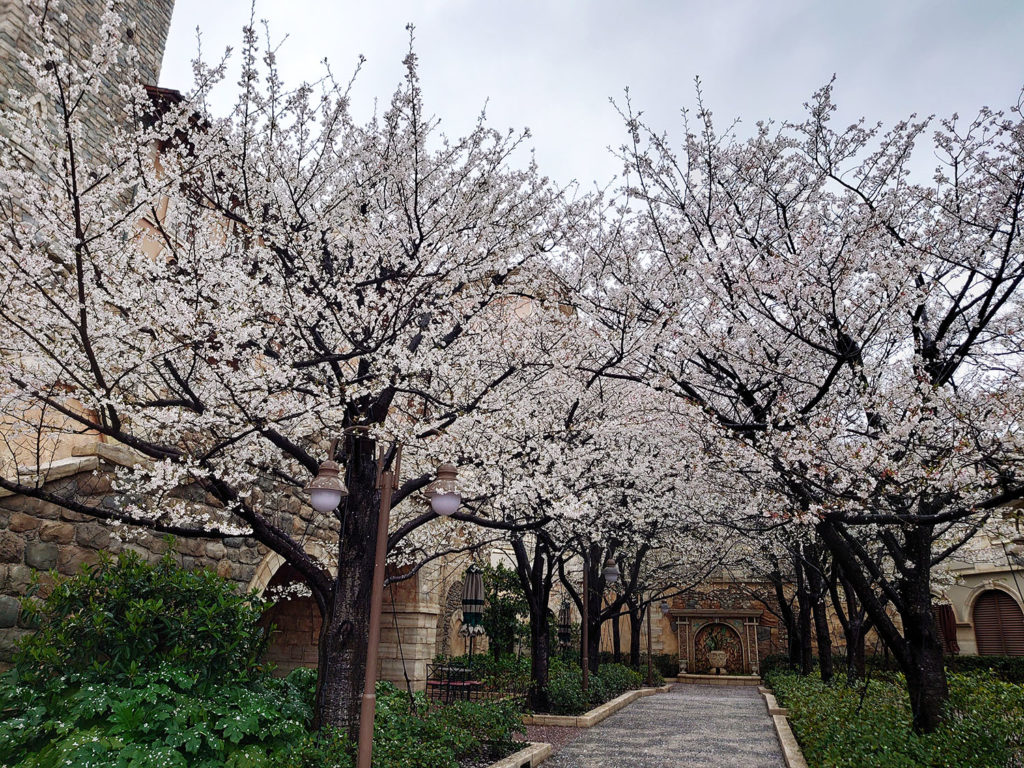 21 ディズニーシー ミラコスタ前の大島桜が満開です 東京ディズニーリゾート周辺周遊