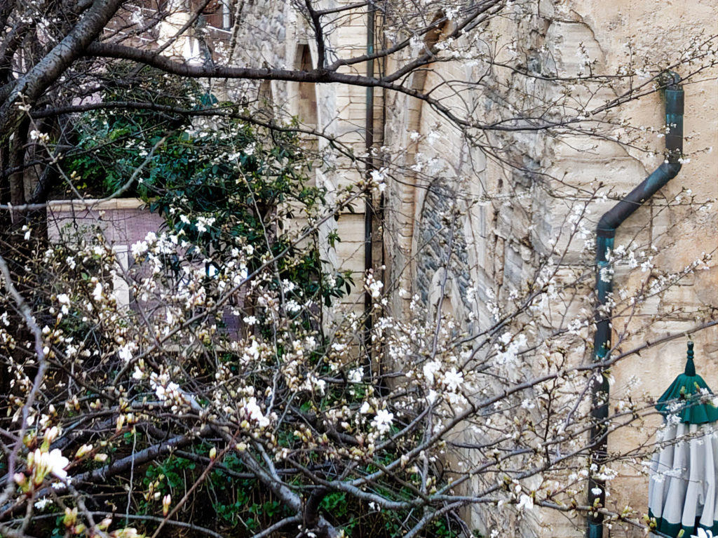 21 ディズニーシー ミラコスタ前の大島桜が咲き始めました 東京ディズニーリゾート周辺周遊
