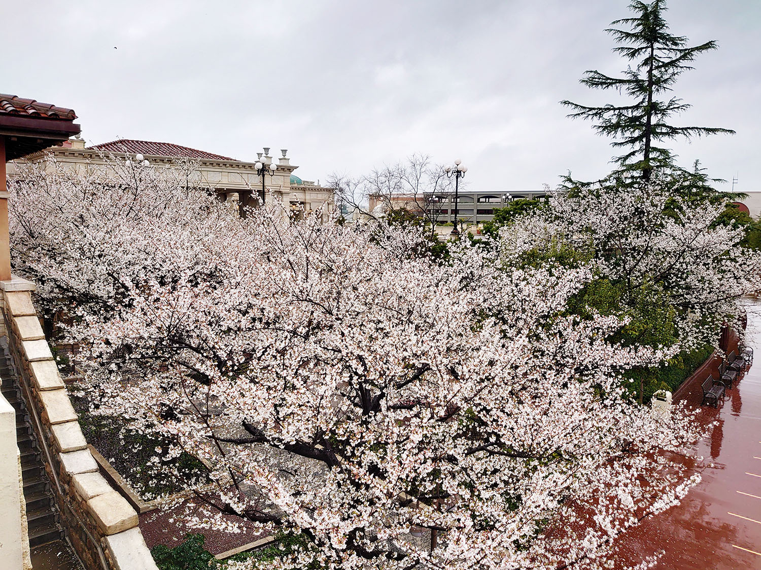 2021 ディズニーシー・ミラコスタ前の大島桜が満開です | 東京