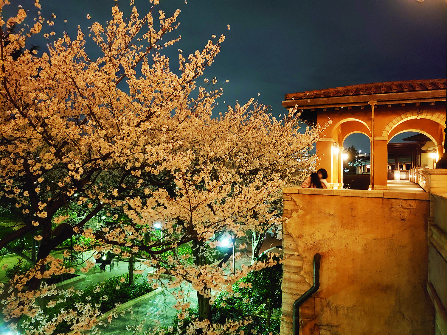 22 夜桜とホテルミラコスタでノスタルジックなディズニーシー 東京ディズニーリゾート周辺周遊